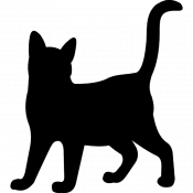 Bowie, a Orange Domestic Shorthair Cat