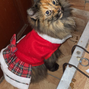 Little Bear, a Red, White, Black Domestic Longhair Cat