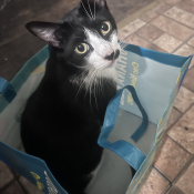 Marvin, a Black, Brown Domestic Mediumhair Cat