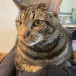{petName}, a Grey Domestic Shorthair Cat