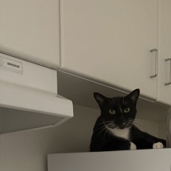 Oreo
